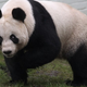 Illustration for article titled Unable To Find 12 Women Of The Year, BBC Crowns Panda Instead
